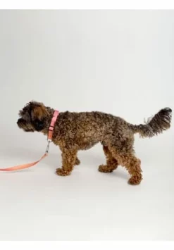 SIX Hunde-Halsband Mit Leine 11 SIX Hunde-Halsband Mit Leine -Wohn-esszimmer Verkäufe unnamed file 1419