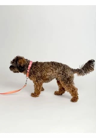 SIX Hunde-Halsband Mit Leine 6 SIX Hunde-Halsband Mit Leine – Bild 6