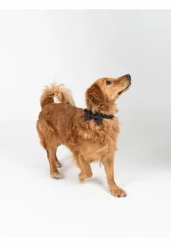 SIX Hunde-Halsband Mit Schleife Und Leine 10 SIX Hunde-Halsband Mit Schleife Und Leine -Wohn-esszimmer Verkäufe unnamed file 1424