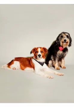 SIX Verstellbares Hundehalsband In Bandanatuch Optik 17 SIX Verstellbares Hundehalsband In Bandanatuch Optik -Wohn-esszimmer Verkäufe unnamed file 1433