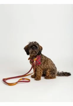 SIX Hunde-Halsband Set -Wohn-esszimmer Verkäufe unnamed file 1452