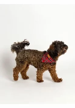 SIX Hunde-Halsband Set -Wohn-esszimmer Verkäufe unnamed file 1453